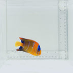 Queen Angelfish