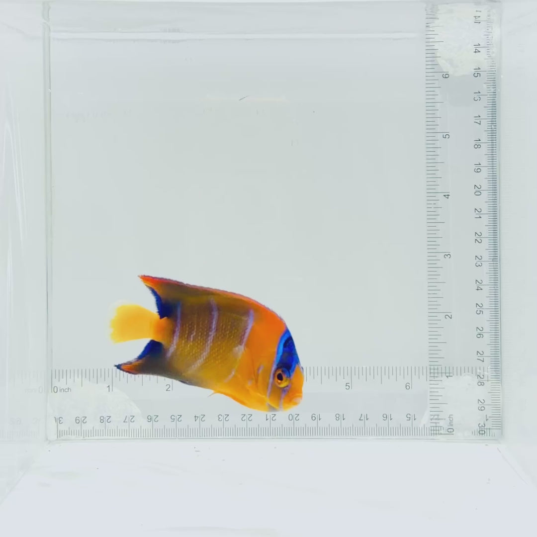 Queen Angelfish