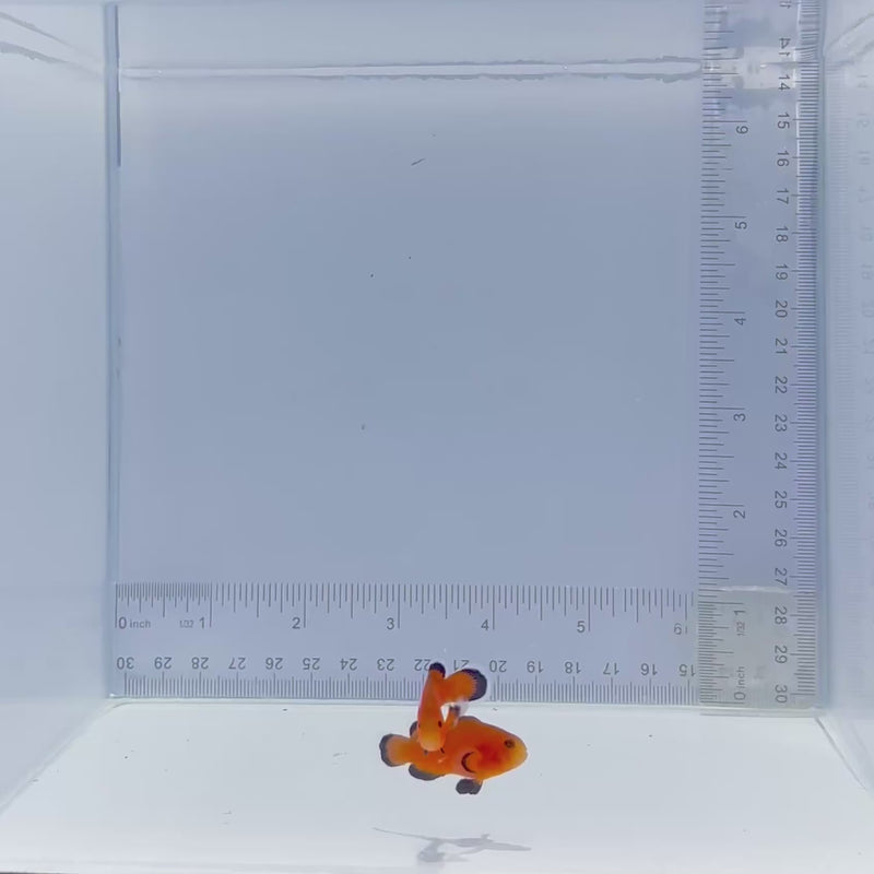 Naked Reese's Pair Clownfish