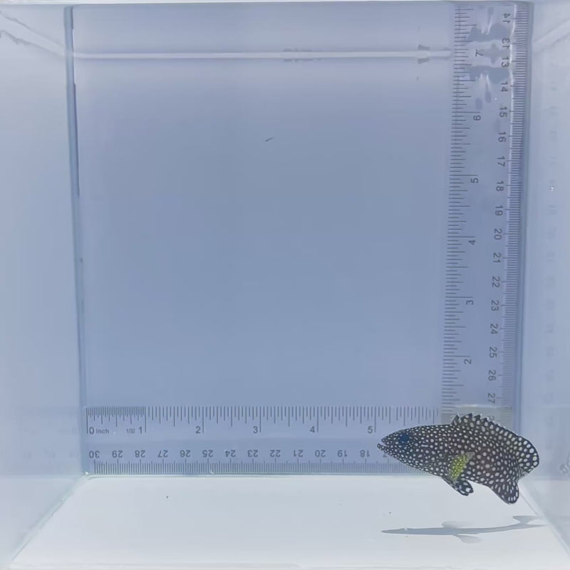 White Spotted Grouper