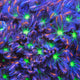 TSA Firework Clove Polyps Coral
