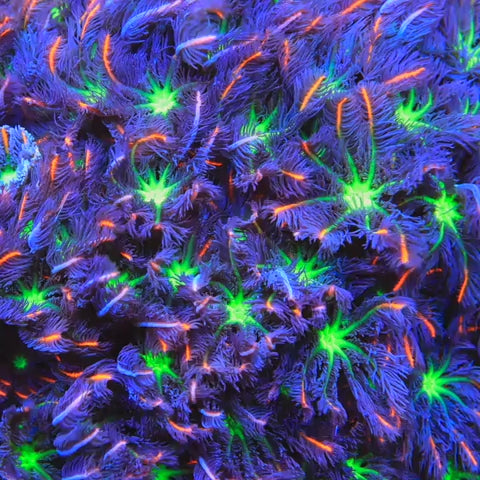 TSA Firework Clove Polyps Coral