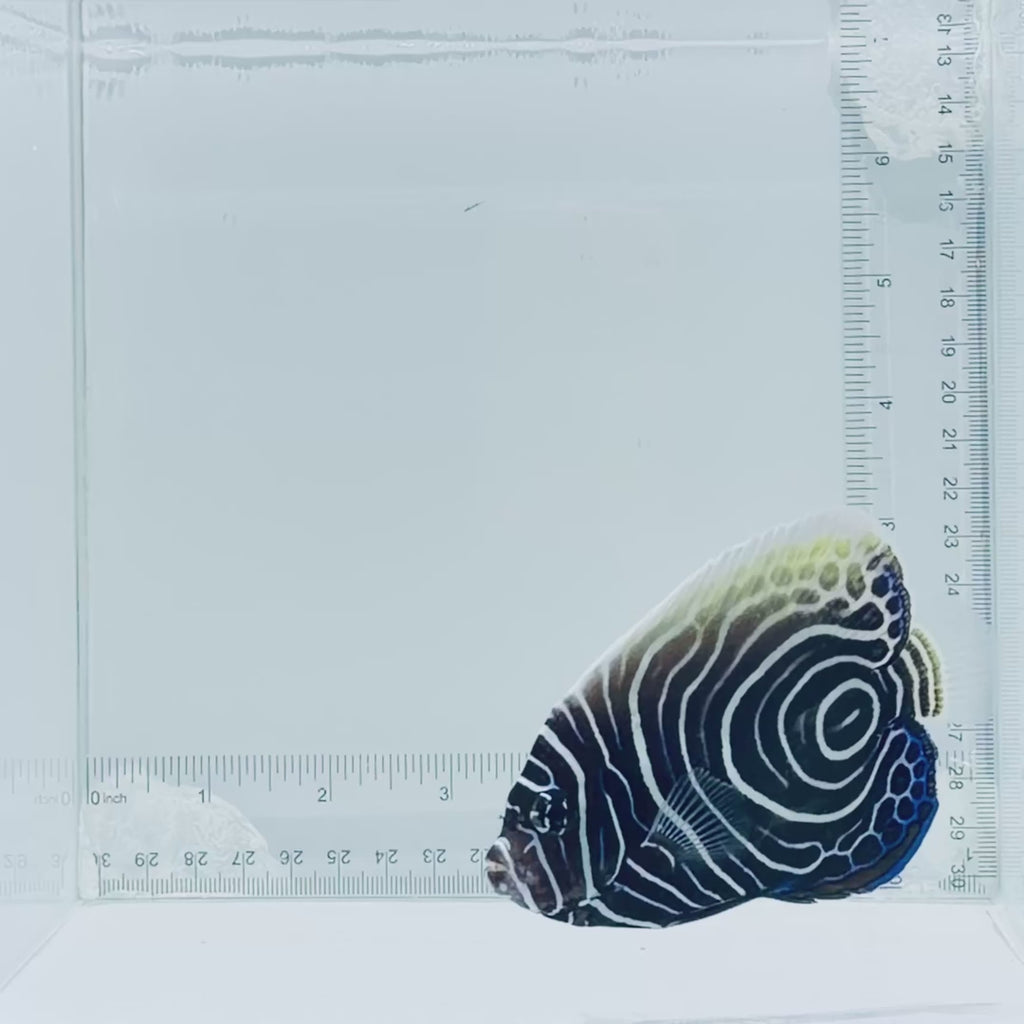 Emperor Angelfish