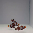 Mocha Gladiator Clownfish - Amphiprion ocellaris