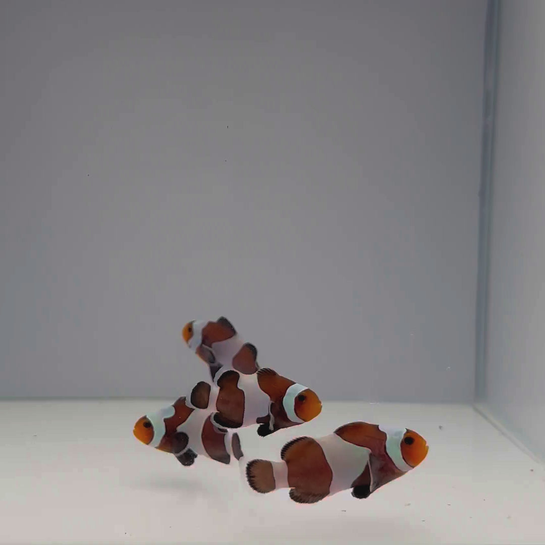 Mocha Gladiator Clownfish - Amphiprion ocellaris