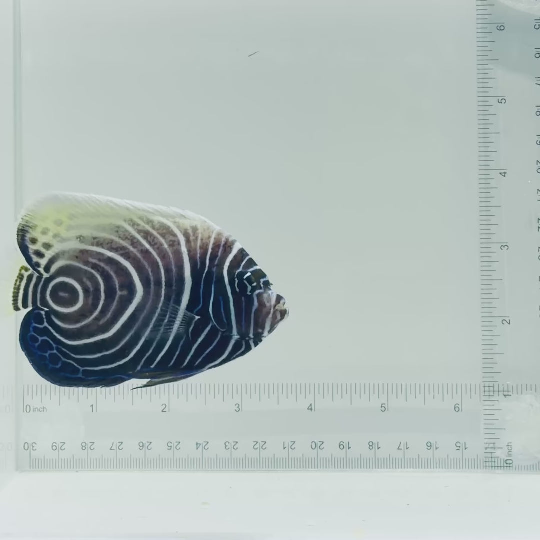 Emperor Angelfish