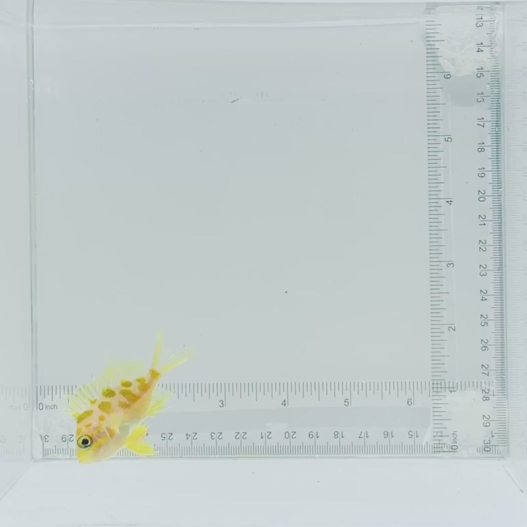 Borbonius (Blotchy) Anthias