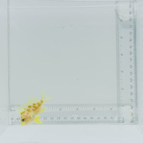 Borbonius (Blotchy) Anthias