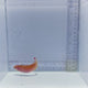 Pink Margin Wrasse Fish