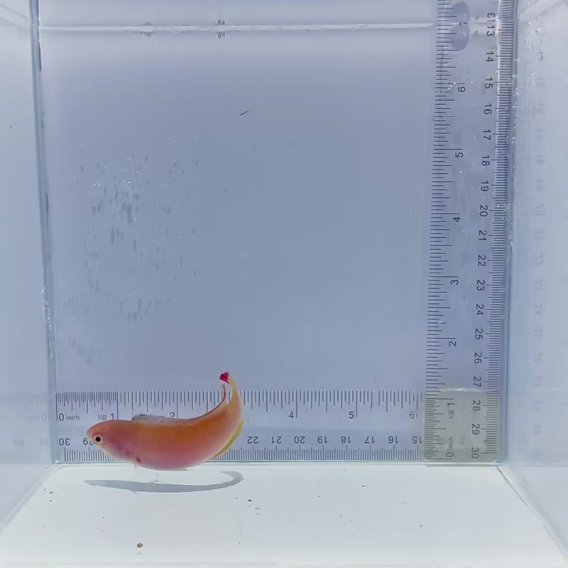 Pink Margin Wrasse Fish