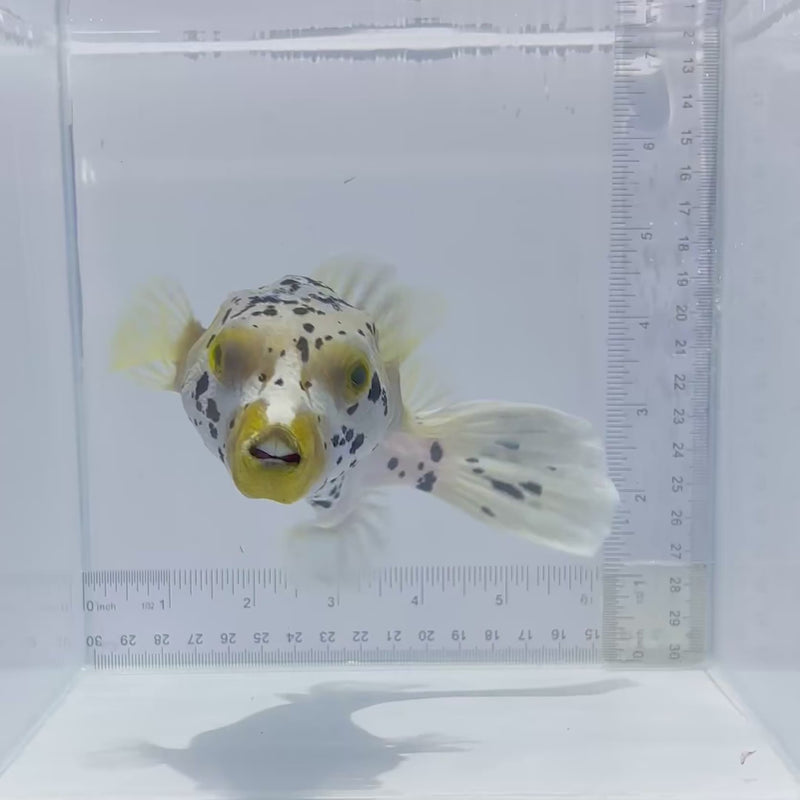 Dalmation Pufferfish (Arothron nigropunctatus)