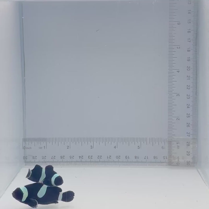 Black Ocellaris Clown Fish Pair
