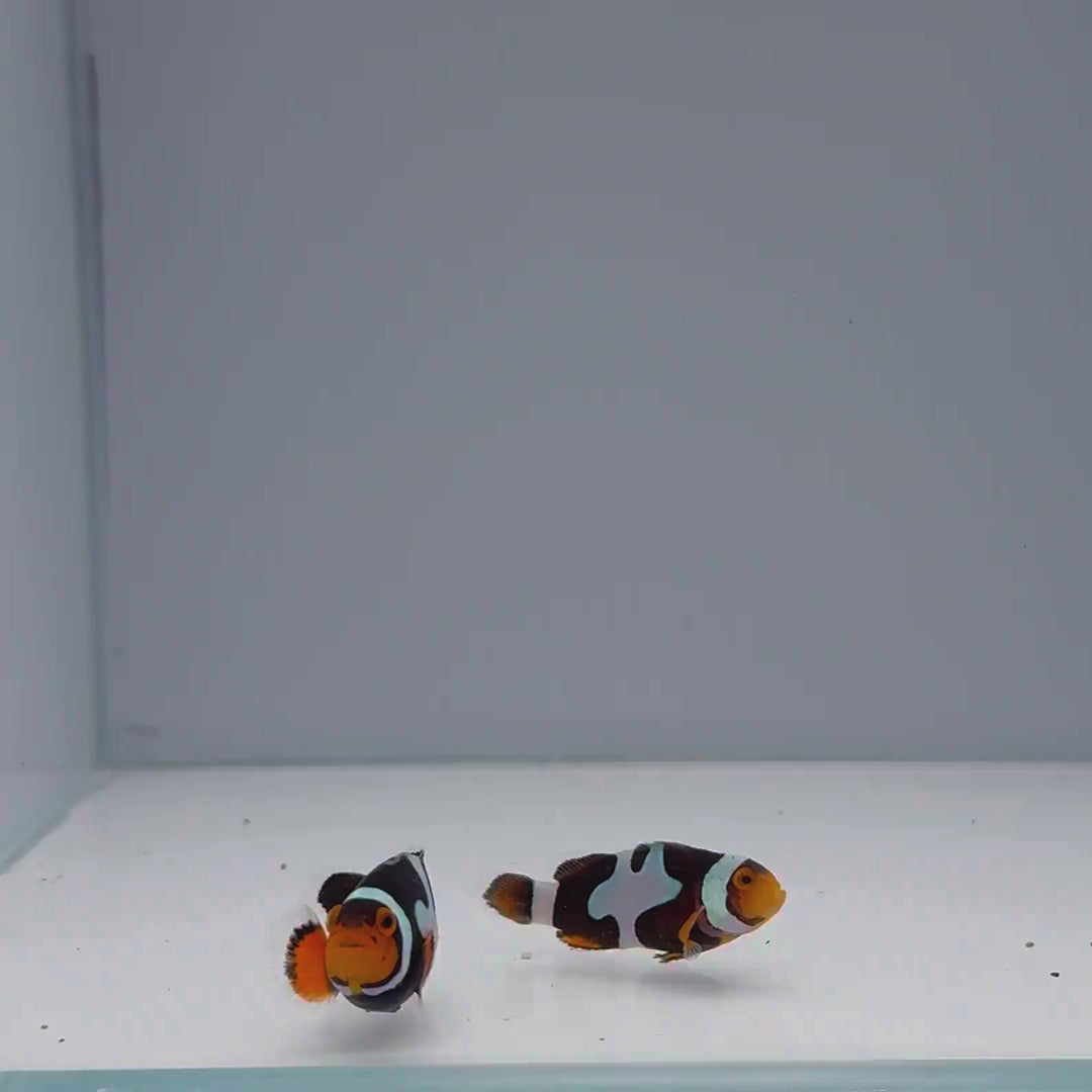 Sapphire Onyx Picasso Clownfish