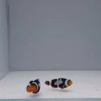 Sapphire Onyx Picasso Clownfish - Amphiprion percula