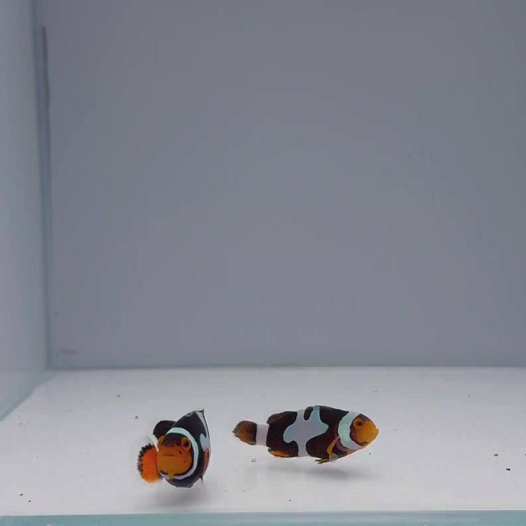 Sapphire Onyx Picasso Clownfish - Amphiprion percula