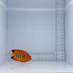 Flame Angelfish