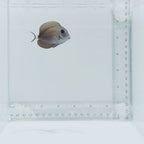 Doctorfish Tang