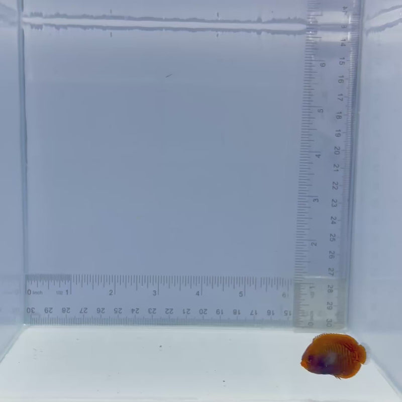Golden Dwarf Angel Fish