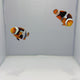 Onyx Clownfish Pair