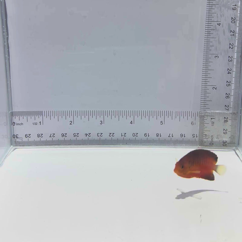 Shepardi Angel Fish