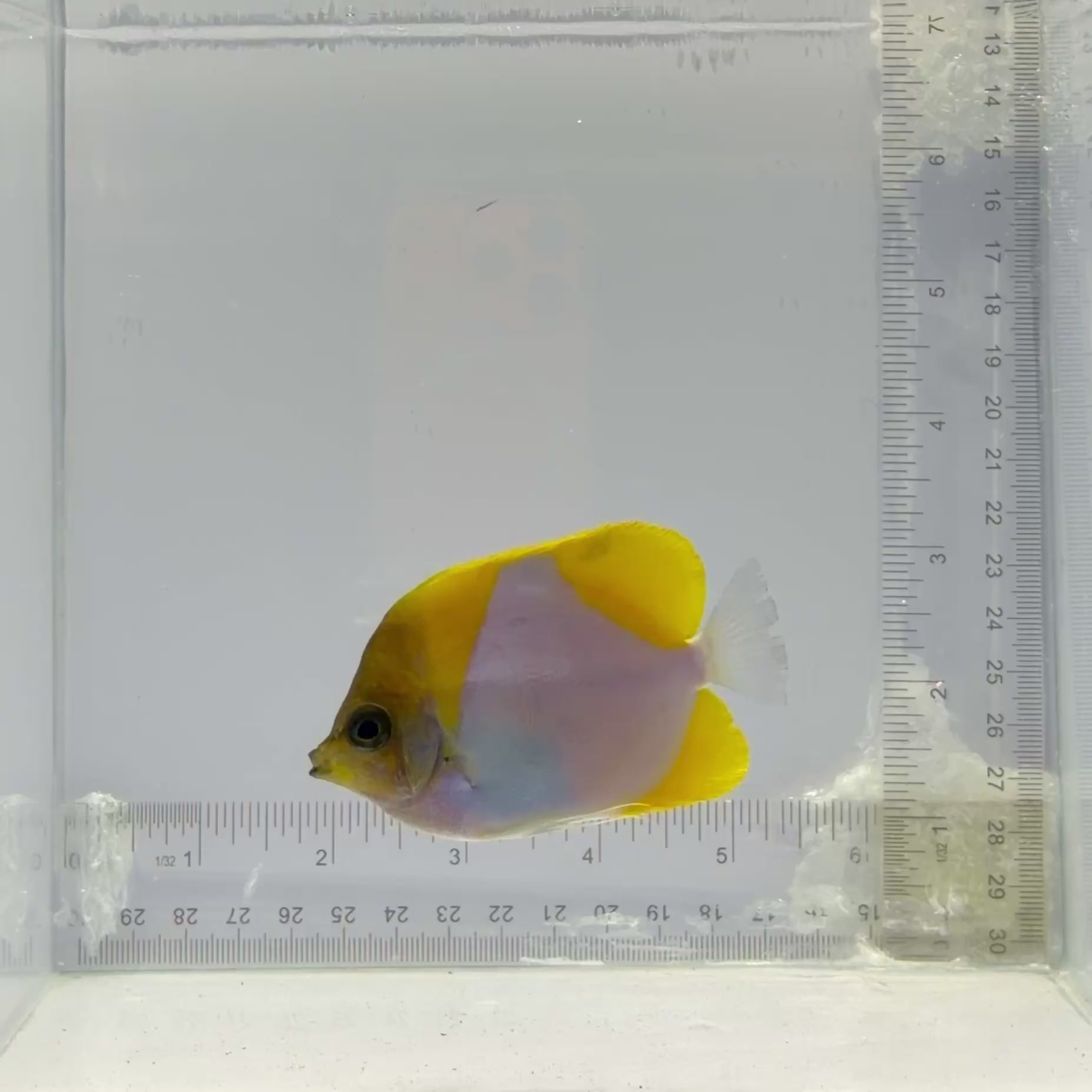 Pyramid Butterflyfish