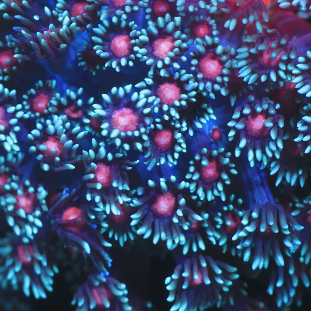 TSA Bubblegum Nebula Goniopora Coral