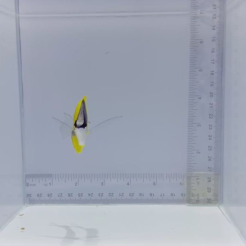 Longnose Butterfly (Forcipiger flavissimus)