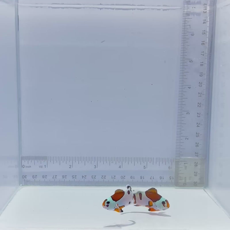 Orange Storm Pair Clown Fish