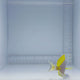 Hybrid Gold Rim Powder Blue Tang Fish