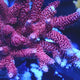 TSA Red Tornado Acropora Coral