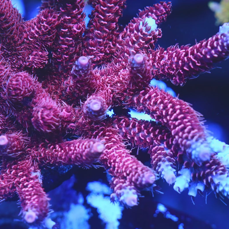 TSA Red Tornado Acropora Coral