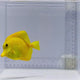 True Hawaiian Yellow Tang