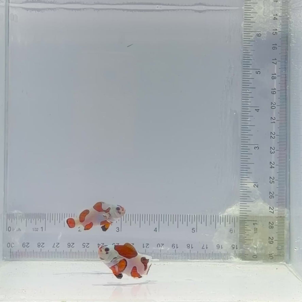 Orange Storm Clownfish Pair – Amphiprion ocellaris