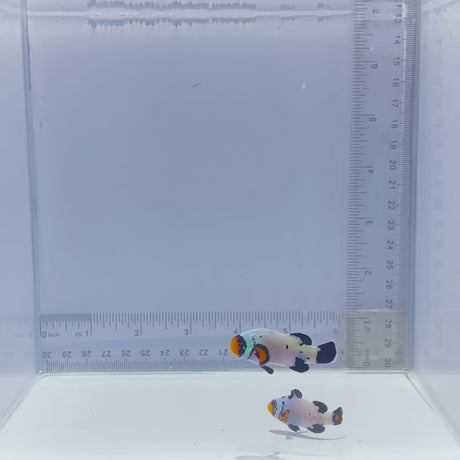 Frostbite Clownfish