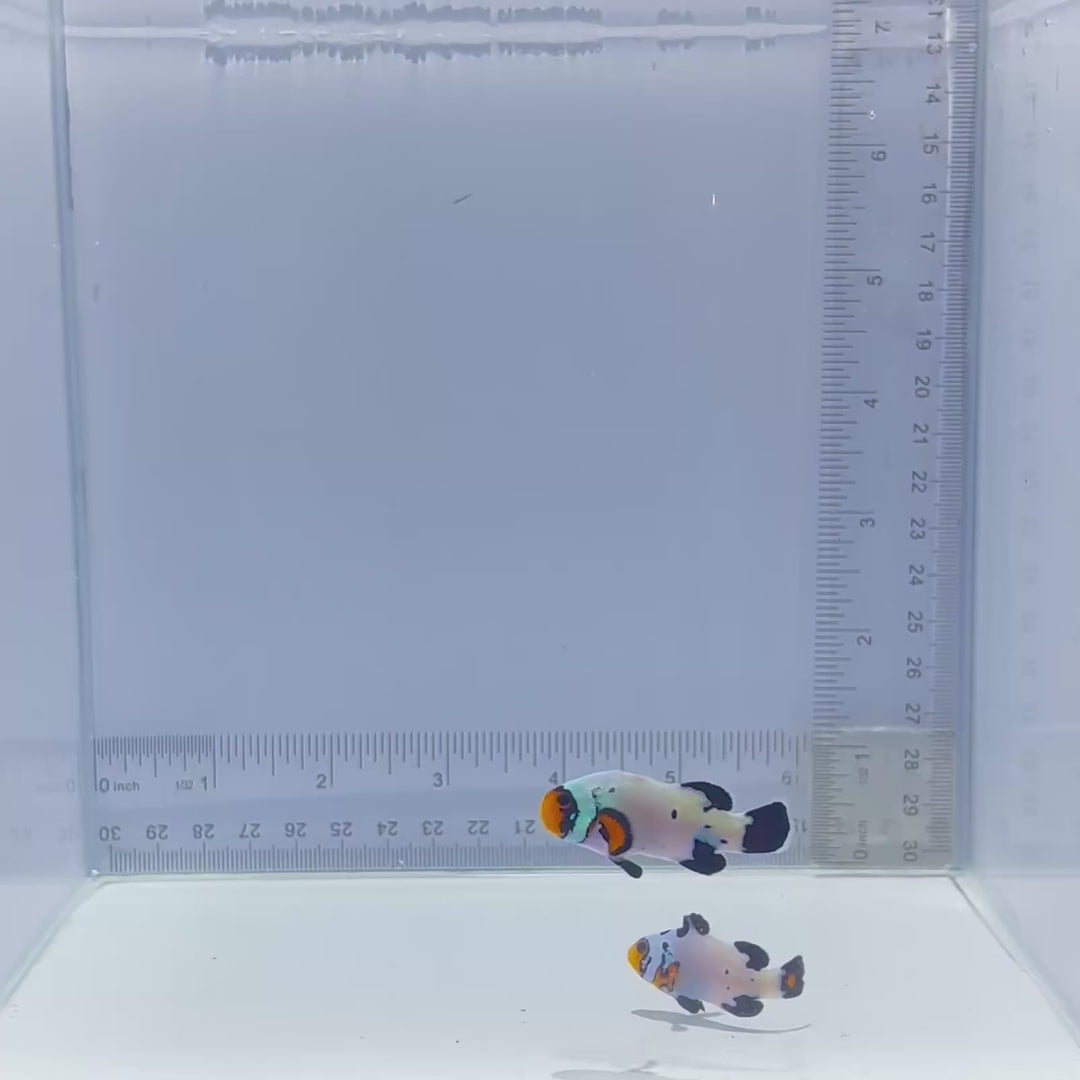 Frostbite Clownfish