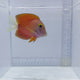 White Tail Bristletooth Tang (Ctenochaetus flavicauda)