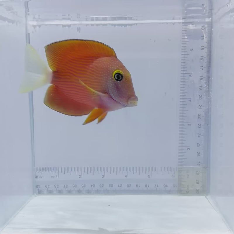 White Tail Bristletooth Tang (Ctenochaetus flavicauda)