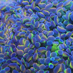 Rainbow Grail Hammer Coral video