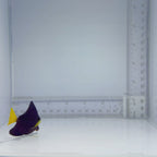 Purple Tang - Zebrasoma xanthurum