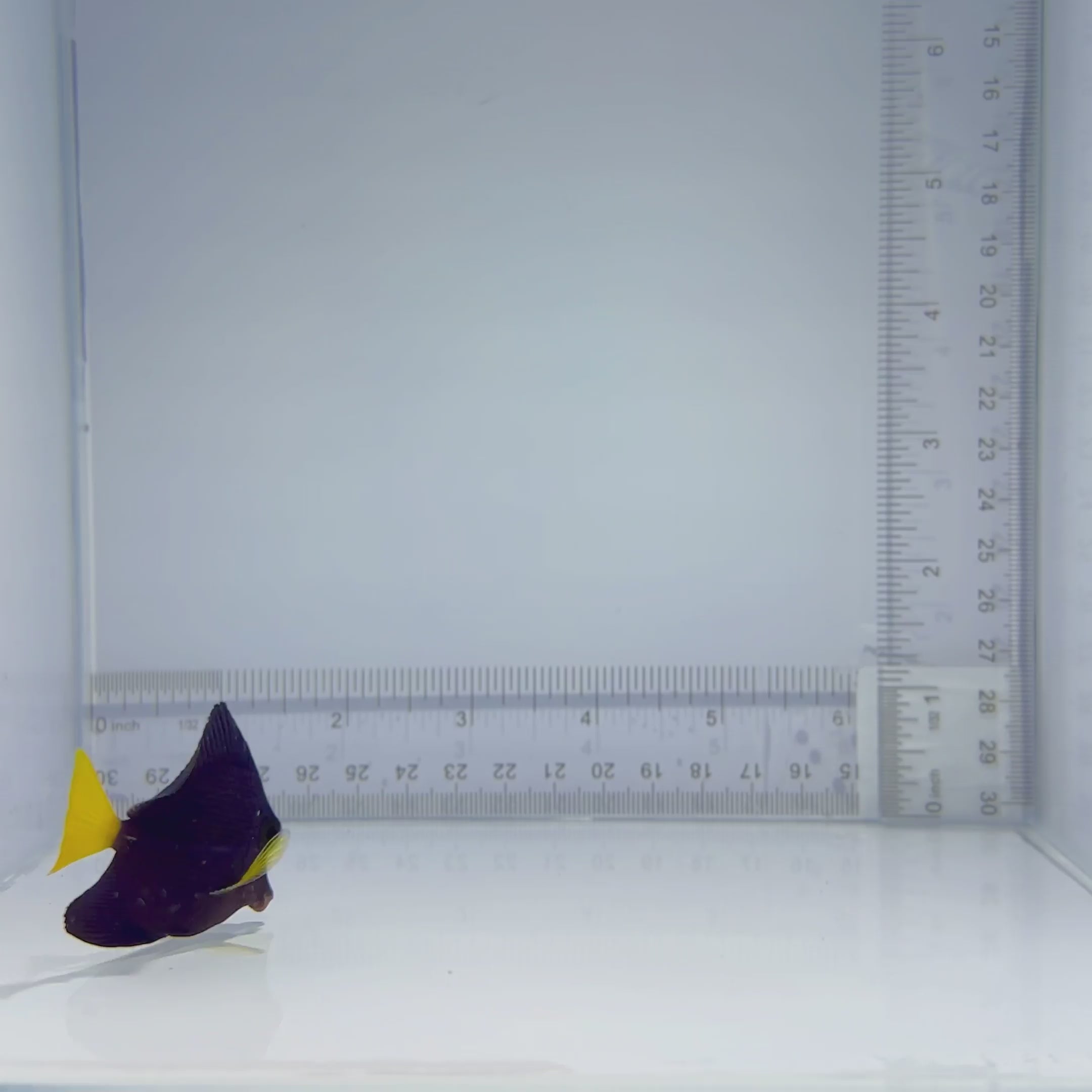 Purple Tang - Zebrasoma xanthurum