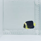 Captive-Bred False Personifer Angelfish