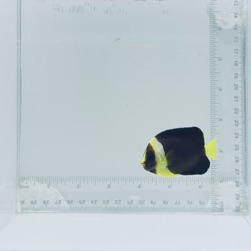 Captive-Bred False Personifer Angelfish