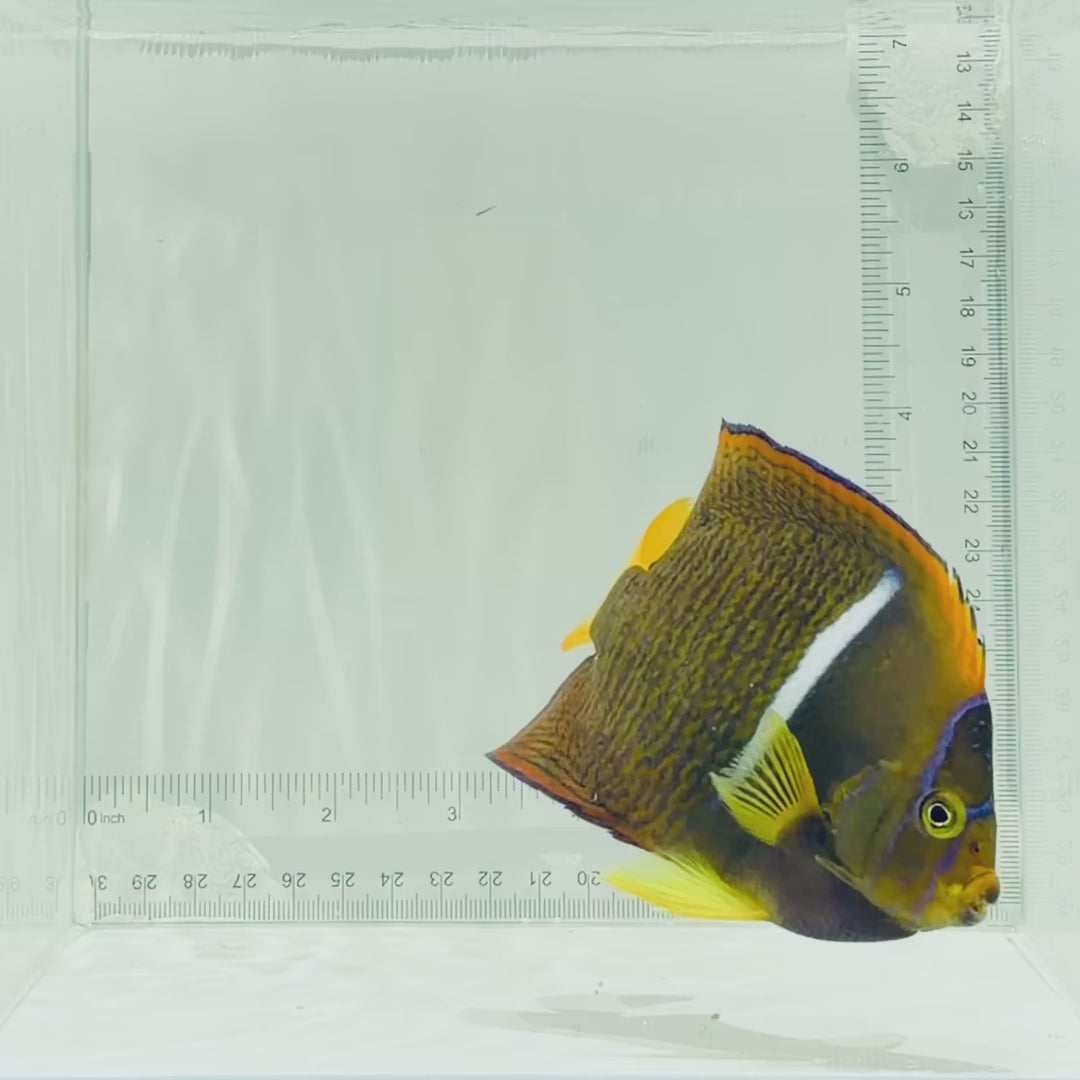 Passer Angelfish