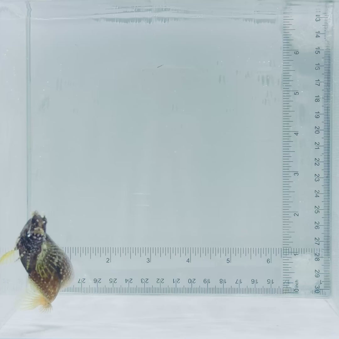 Starry Blenny – Salarias ramosus