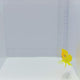 Lemonpeel Angelfish — Centropyge flavissima
