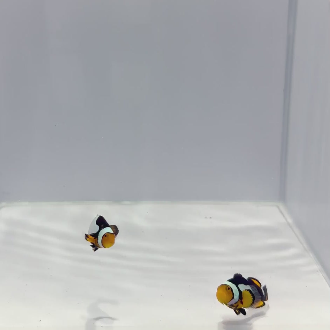 Sapphire Moon Onyx X Premium Onyx Clownfish Pair