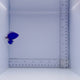Springeri Damsel Fish