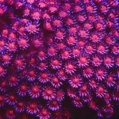 TSA Strawberry Glitter Goniopora Coral video