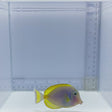 Hybrid Powder Blue Tang Fish