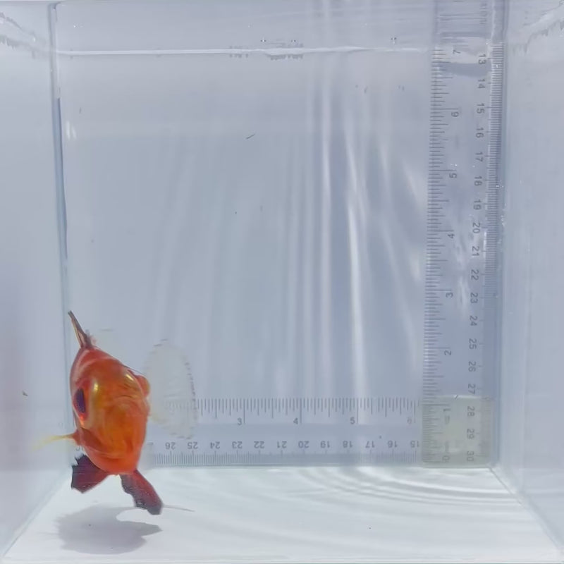 Japanese Bigeye Catalufa (Pristigenys niphonia)